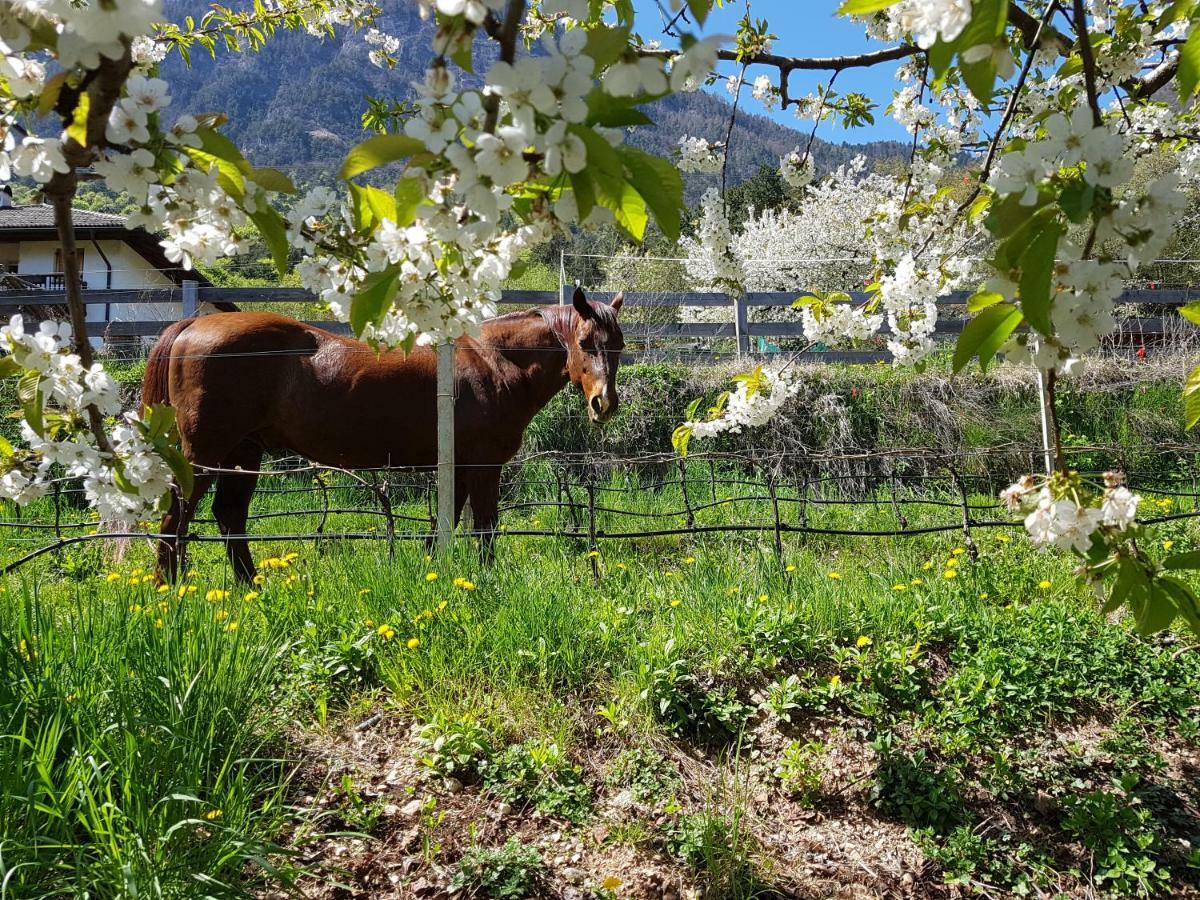Apartament Haus Tirol Caldaro Zewnętrze zdjęcie